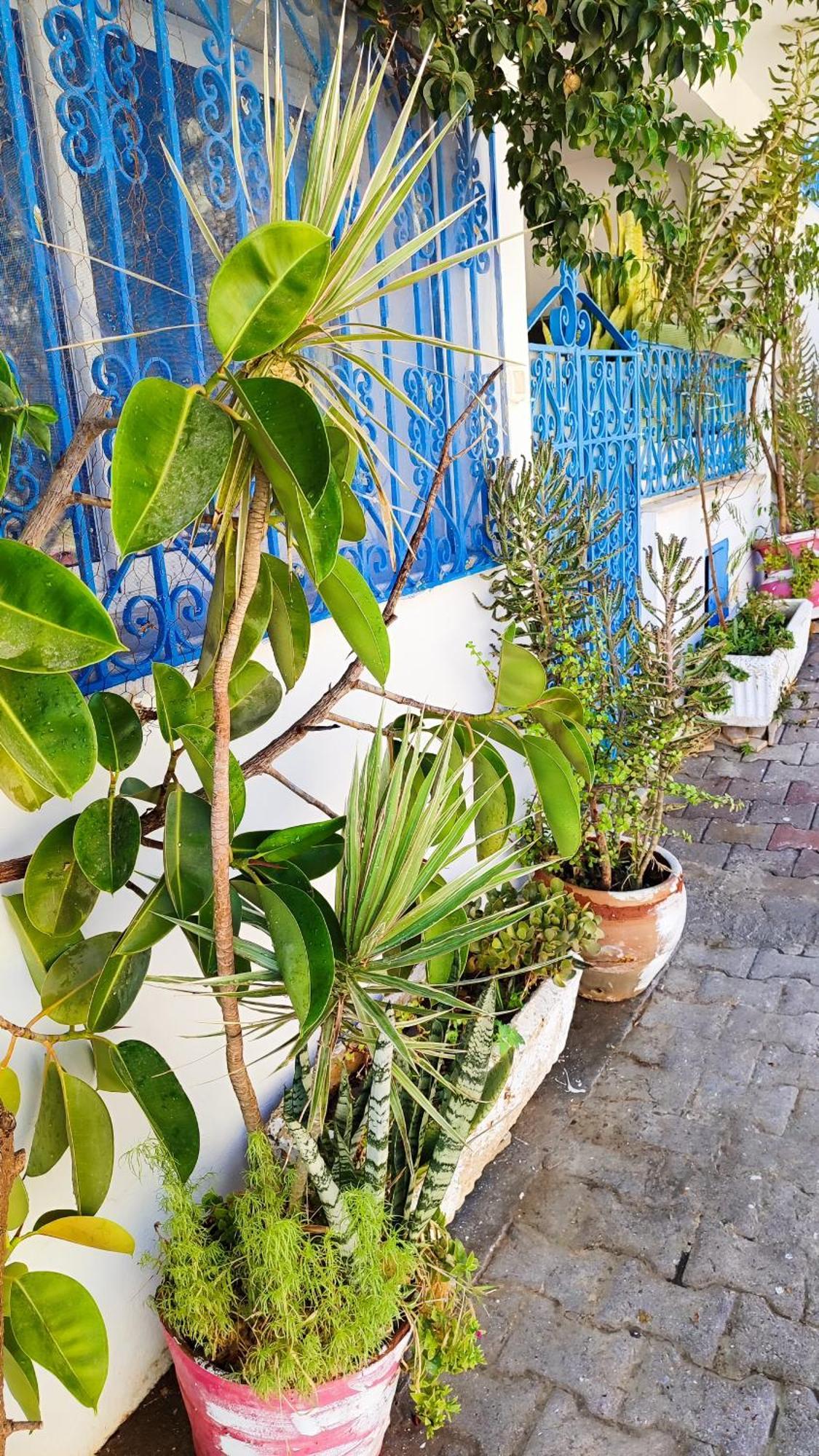 Cosy Appartement In "Sidi Bou Said" Exterior photo